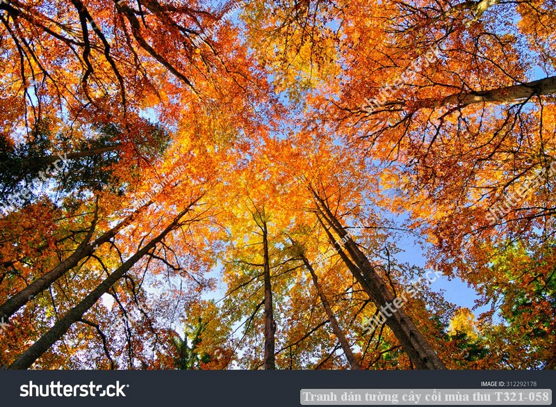 Tranh dán tường cây cối mùa thu T321-058